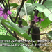 Vol.110 ハタケスクールin農園 杉・五兵衛